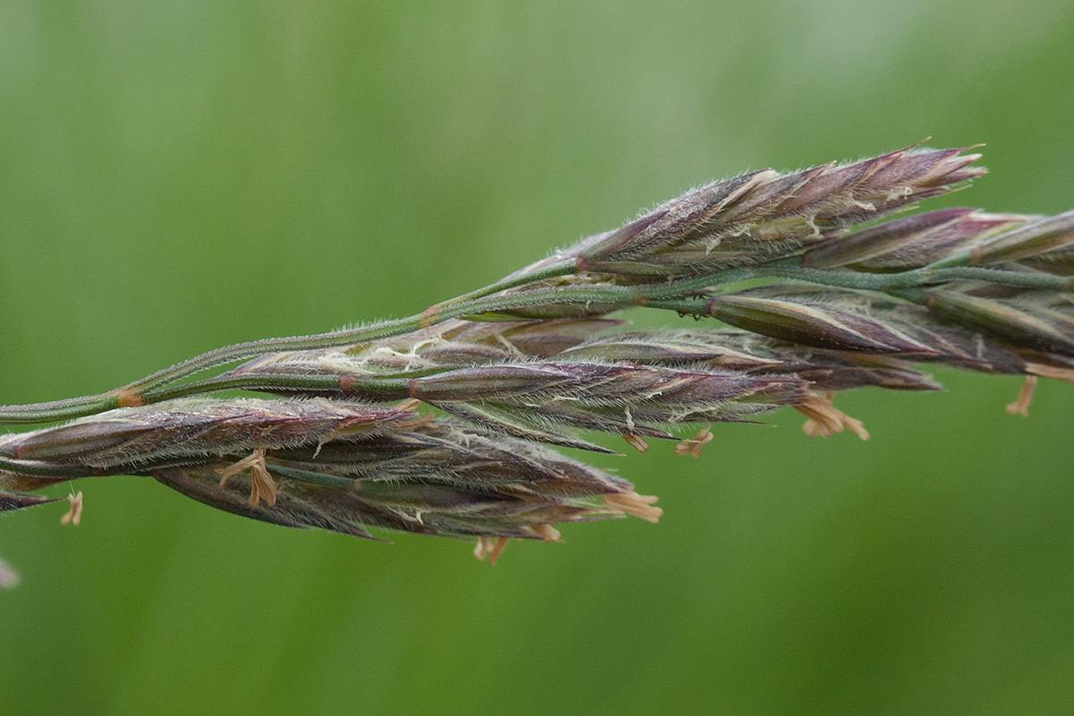 Изображение особи Festuca richardsonii.