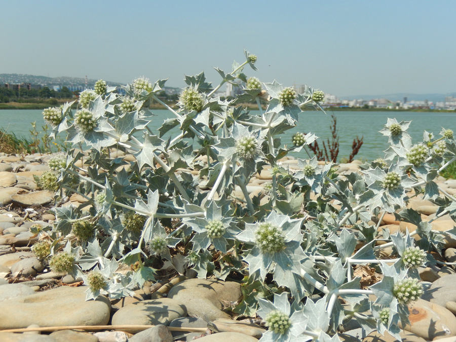 Изображение особи Eryngium maritimum.