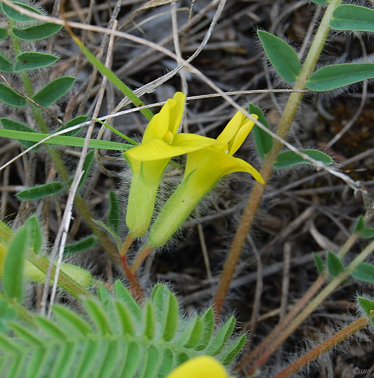 Изображение особи Astragalus henningii.