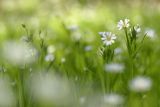 Stellaria holostea