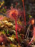 Drosera rotundifolia