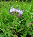 Phacelia tanacetifolia. Верхушка цветущего растения. Пермский край, Чусовской р-н, Никифоровское сельское поселение, окр. дер. Красная Горка, правый берег р. Чусовая, Метейная гора, залежь. 11.07.2017.