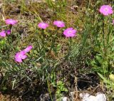 Dianthus versicolor