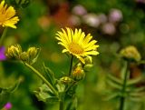 Doronicum macrophyllum. Общее соцветие. Абхазия, Рицинский реликтовый национальный парк, гора Агура, урочище Каменная Поляна, ≈ 2300 м н.у.м., субальпийский луг. 14.07.2017.