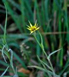 род Tragopogon. Верхушка побега с соцветием. Московская обл., Орехово-Зуевский р-н, долина р. Нерская, опушка березняка, у дороги. 08.09.2018.