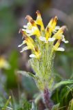 Pedicularis oederi. Соцветие. Кыргызстан, Иссык-Кульская обл., Внутренний Тянь-Шань, хр. Терскей-Ала-Тоо, ущ. Джеты-Огуз, долина р. Телеты, начало подъёма на пер. Телеты, 3100 м н.у.м., травянисто-кустарниковый склон. 16.05.2018.