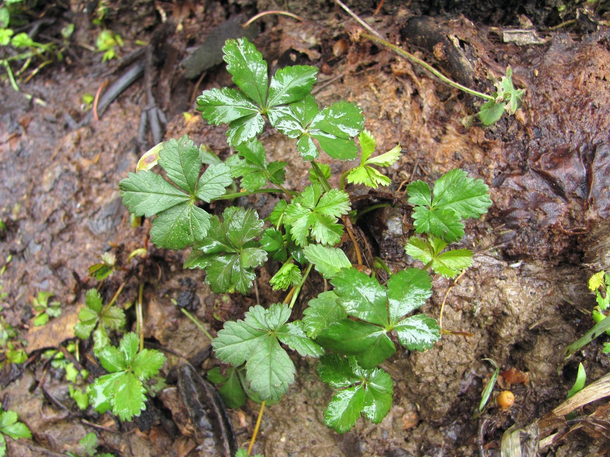 Изображение особи Potentilla reptans.