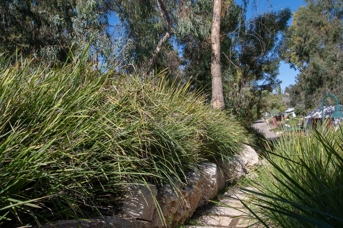 Изображение особи Lomandra longifolia.