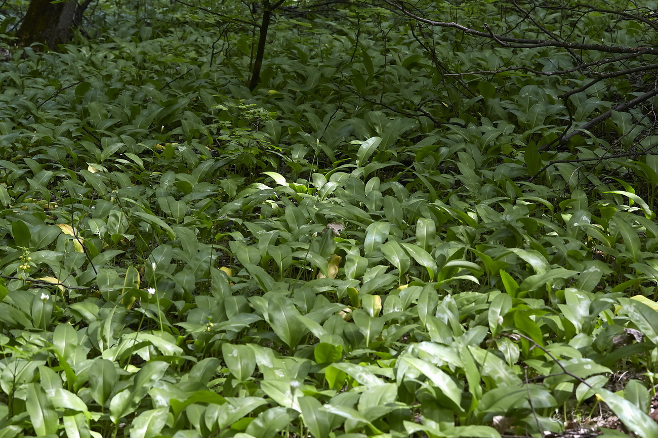 Изображение особи Allium ursinum.