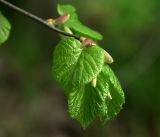 Tilia cordata