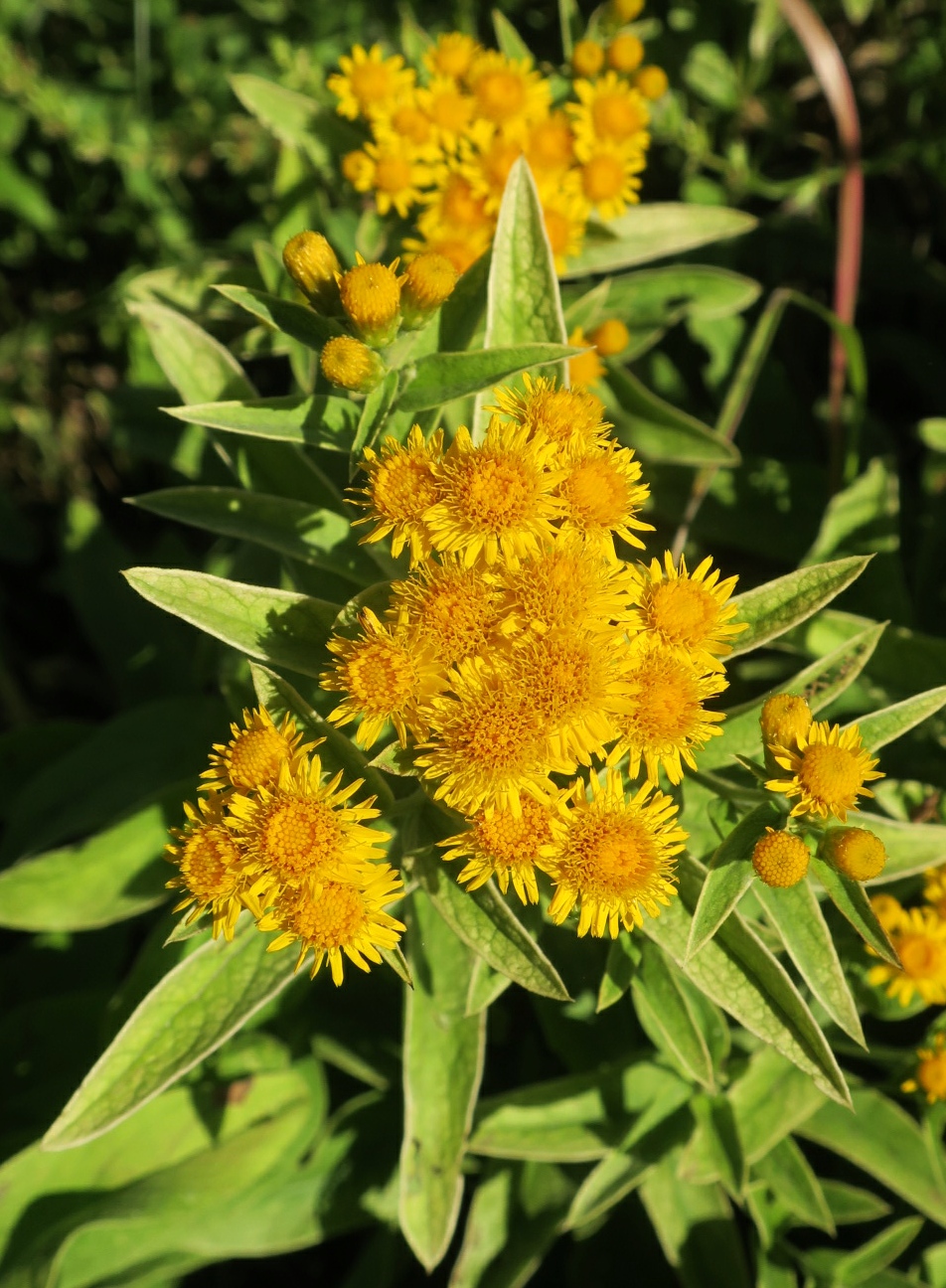 Изображение особи Inula germanica.