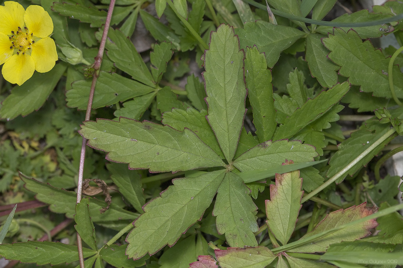 Изображение особи Potentilla reptans.