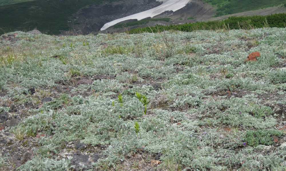 Изображение особи Botrychium lanceolatum.