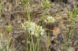 Allium marschallianum