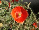 Papaver rhoeas