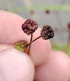 Alisma plantago-aquatica