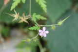 Geranium robertianum