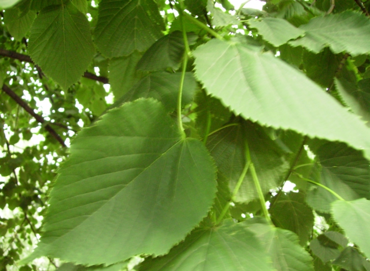 Изображение особи Tilia cordifolia.