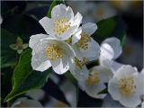 Philadelphus pubescens