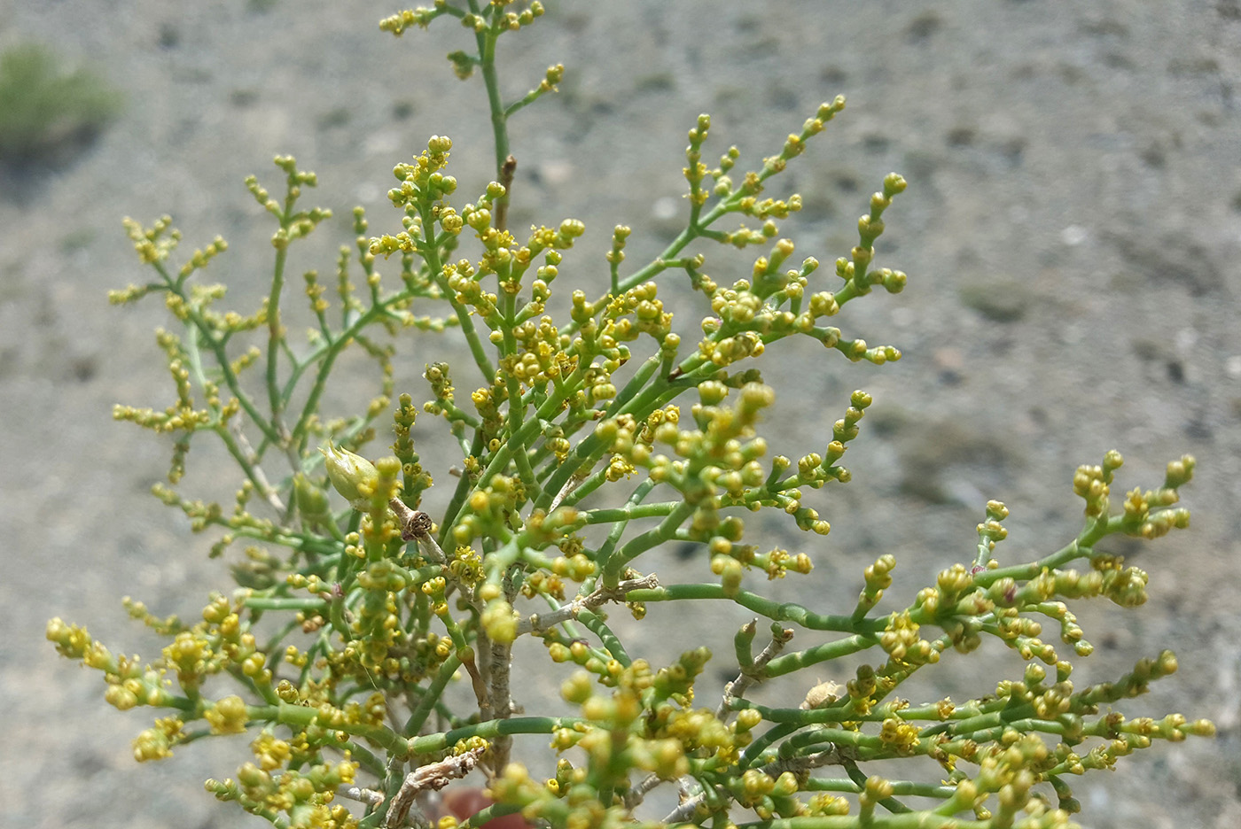 Изображение особи Anabasis aphylla.