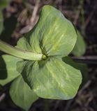 Lathyrus pisiformis