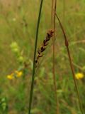 Carex panicea. Соплодие. Беларусь, Гродненская обл., Новогрудский р-н, объездная дорога, суходольный злаково-разнотравный луг. 08.07.2022.