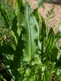 Rumex acetosa