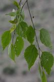 Celtis caucasica