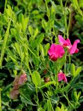 Lathyrus tuberosus