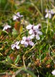 Silene acaulis. Цветки. Мурманская обл., Кольский р-н, сельское поселение Териберка, о. Кильдин, окр. маяка Кильдинский восточный, вороничная тундра. 24.06.2023.