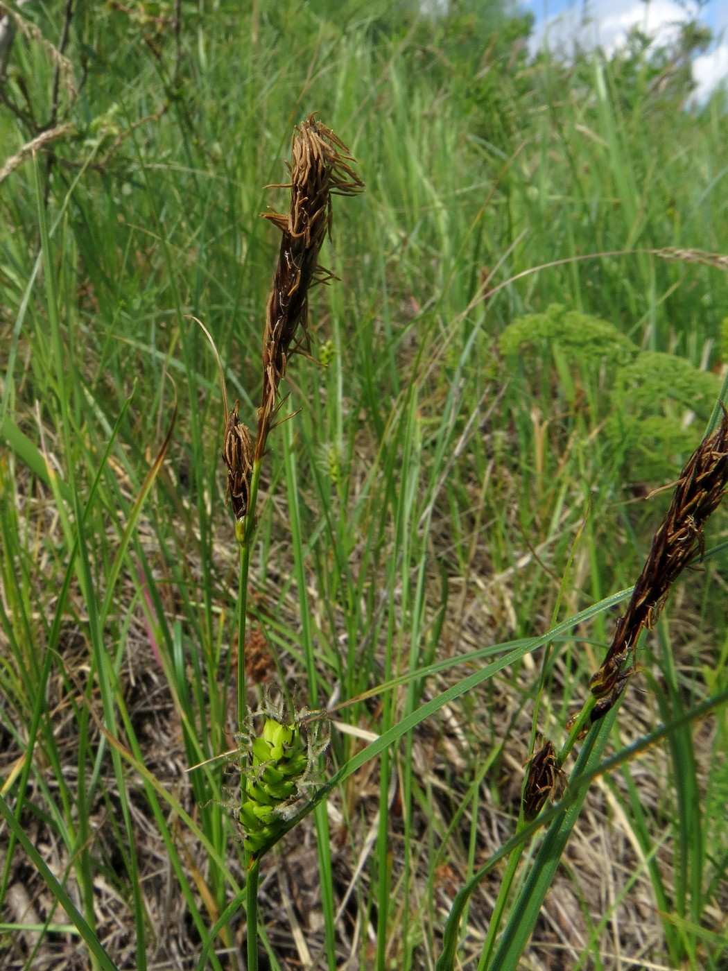 Изображение особи Carex melanostachya.