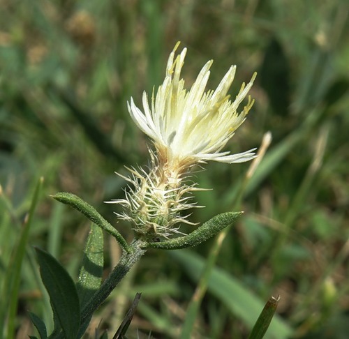 Image of Centaurea diffusa specimen.