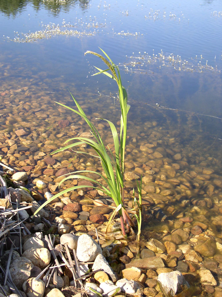 Image of Zizania latifolia specimen.