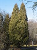 Thuja occidentalis. Взрослые деревья. Украина, Львов, Стрыйский парк. 4 января 2007 г.