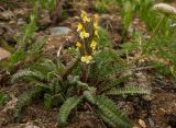 Pedicularis oederi