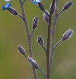 Myosotis asiatica