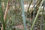 Phyllostachys viridis