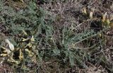 Astragalus reduncus