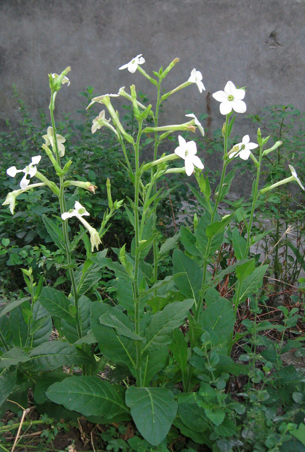 Изображение особи Nicotiana alata.