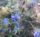 Delphinium consolida