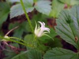 Rubus humulifolius