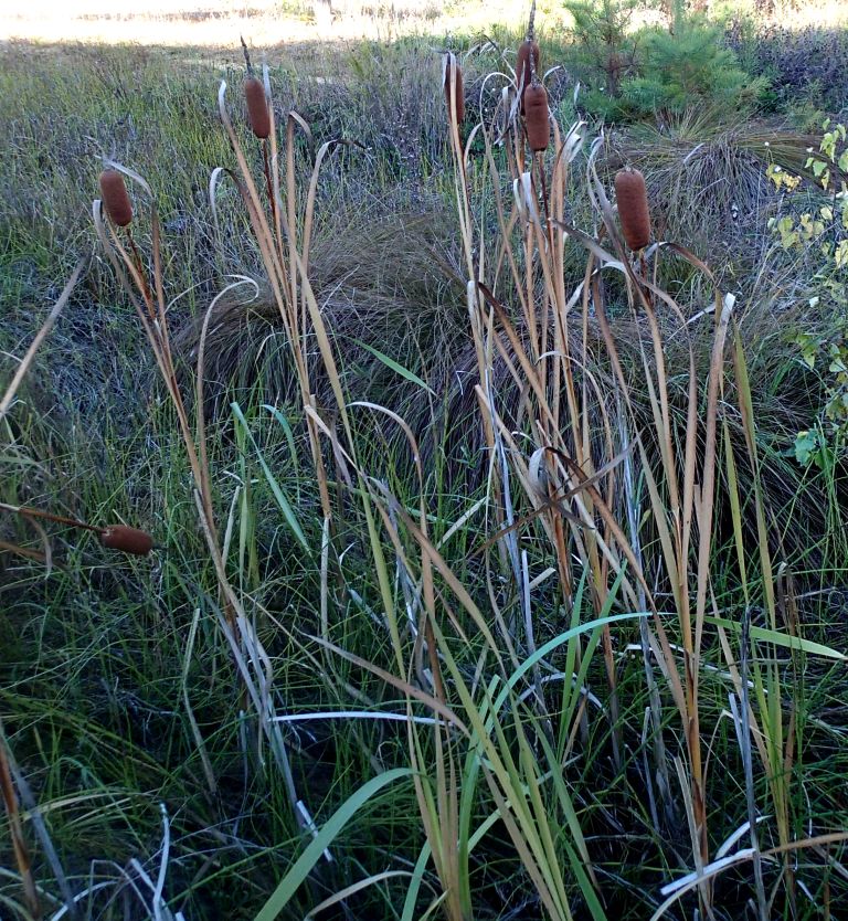 Изображение особи Typha tzvelevii.