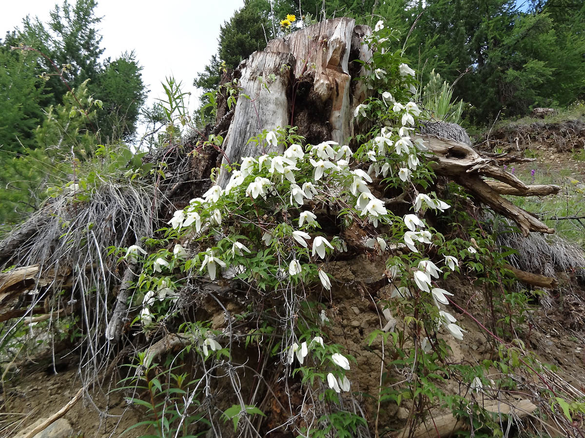 Изображение особи Atragene sibirica.