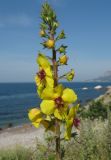 Verbascum blattaria. Верхушка соцветия. Крым, Ялтинский заповедник, побережье в окр. пос. Кацивели, склон к пляжу. 28 мая 2014 г.