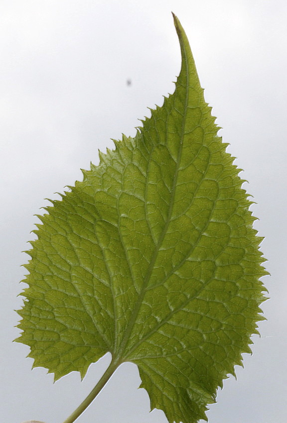Image of Lunaria rediviva specimen.