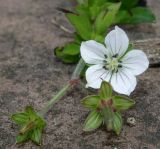 Geranium richardsonii