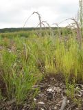 Elymus sibiricus