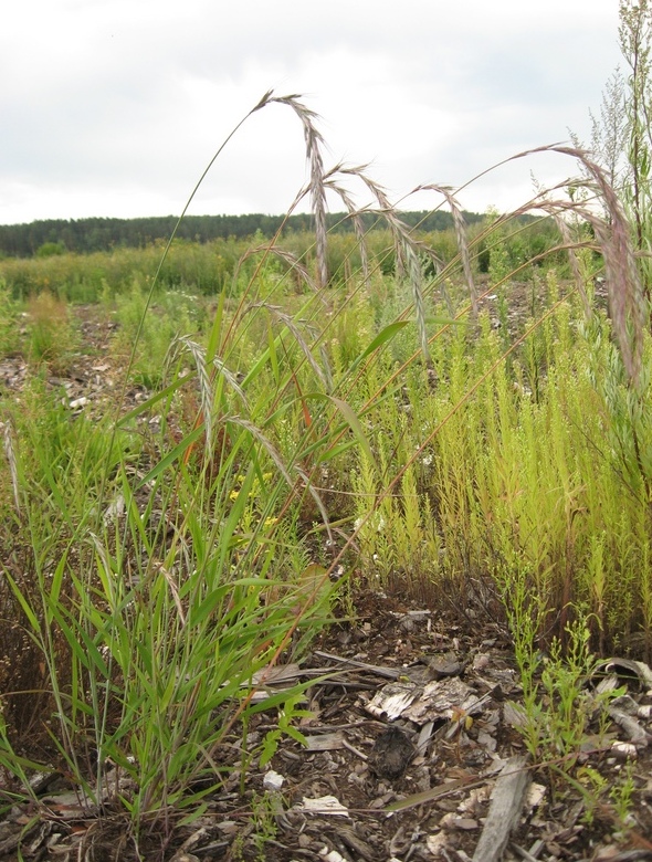 Изображение особи Elymus sibiricus.