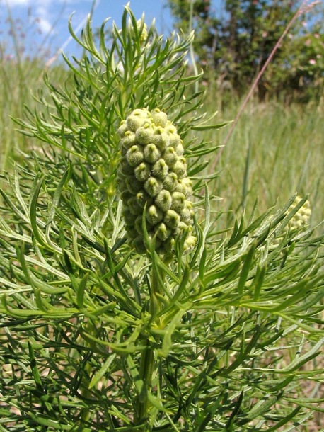 Изображение особи Adonis vernalis.