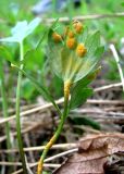 Ranunculus repens